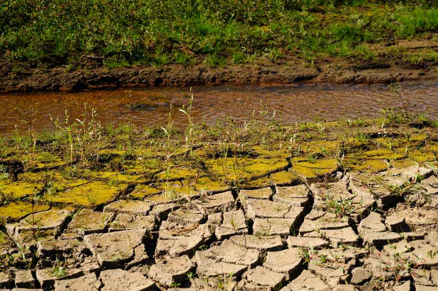 Szkody rolnicze w wyniku długotrwałej suszy